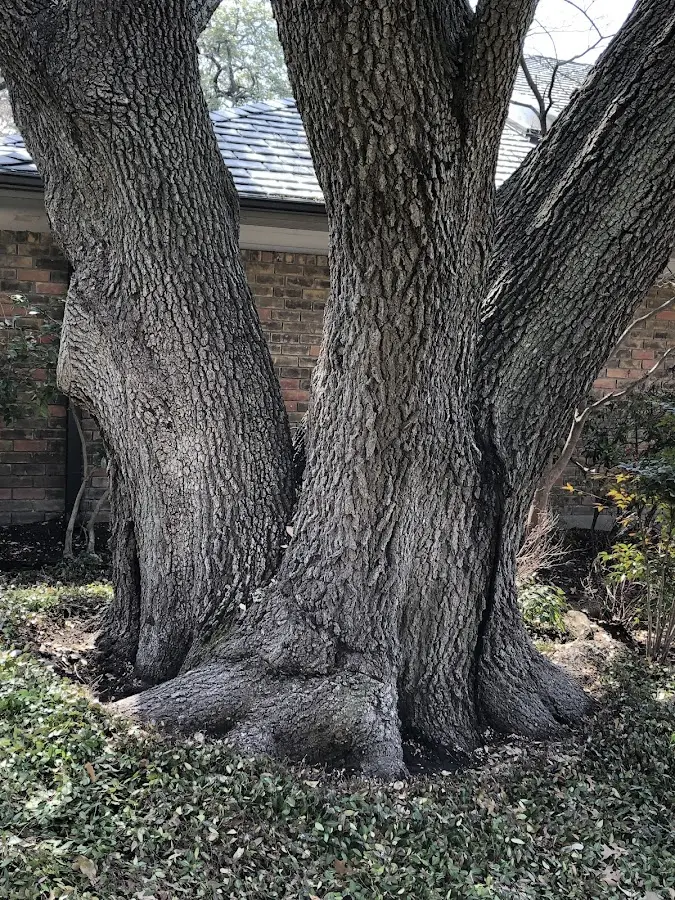 Mature heritage tree close to a El Indio property cared for by certified arborists